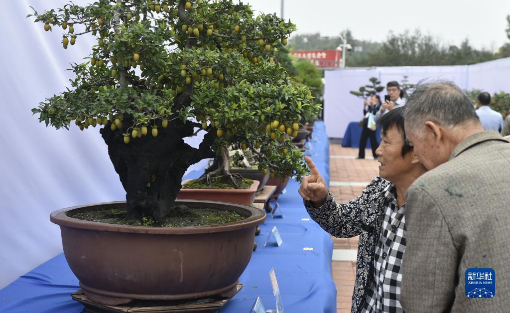 2025年白菜网站大全